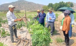 Tỷ phú Gia Lai là một anh nông dân có 15ha đất đang trồng thành công loại cây ra củ bột cả là bột