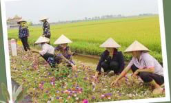 Đường hoa nông thôn mới Nam Định, nhìn đâu cũng ra hoa, cây cảnh, cây công trình, làng quê đáng sống