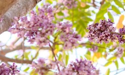 Ở một thành phố của Bình Phước trồng cây gỗ quý gì mà hoa nở cản chả kịp, khiến người ta ngước nhìn?