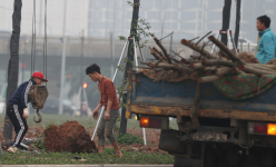 Cây chết trên đường hơn 700 tỷ đồng ở Hà Nội, nhà thầu và chủ đầu tư vội vàng nhổ bỏ, gốc không có rễ