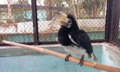 Ra vườn vô tình bắt được con chim hoang dã có tên trong sách Đỏ, mang nộp ngành Kiểm lâm TP HCM