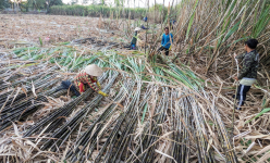 Trồng mía ở Sóc Trăng, lao động nông thôn có việc làm, nông dân tăng thu nhập