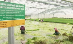 Cả làng ở Bắc Giang trồng thứ rau giòn rụm, mùi thơm tạo cảm giác thèm ăn, nhà nào trồng nhiều là giàu hẳn