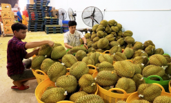 Số lượng cảnh báo từ EU với nông sản Việt tăng, Văn phòng SPS Việt Nam khuyến cáo các giải pháp cấp bách