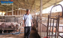 2 ông nông dân Quảng Ngãi nuôi heo ngó qua điện thoại kiểu gì mà chả lo dịch bệnh, thu tiền tỷ/năm?