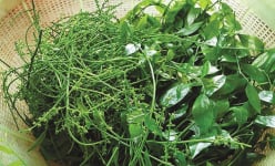 Rau rừng mùa xuân, thứ rau nhai ngọt như mì chính, non mơn mởn, người già, trẻ nhỏ ăn đều khỏe