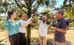 Một huyện ở Phú Yên chuyển sang trồng nhiều loại cây đặc sản, dân giàu lên thấy rõ
