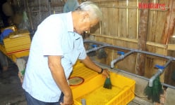 Đây là loại vật nuôi làm con giống đang tăng giá tốt ở Hậu Giang, nhà nào bán nhiều là trúng lớn