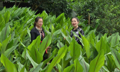 Trồng cây gì làm thuốc, cả làng này ở Hòa Bình dân đang có của ăn của để?