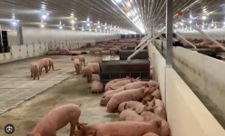 Cán mốc 80.000 đồng/kg, giá lợn hơi ở Việt Nam đang cao nhất 5 năm qua