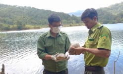 Một vườn quốc gia đóng ở Đắk Lắk vừa thả 13 con động vật hoang dã vô rừng, có rùa trán vàng quý hiếm