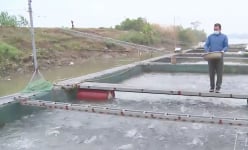 Ở các con sông nổi tiếng Thái Bình, nông dân nuôi cá lồng kiểu gì mà bắt hàng tấn, nhà nào bán là giàu hẳn