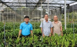 Trồng loài 'hoa quý tộc' từ nguồn cây giống cấy mô, một nông dân Tây Ninh nhận Bằng khen của Thủ tướng