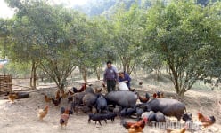 Một 'người rừng' trên ngọn núi cao ở Tuyên Quang nuôi con đặc sản gì, trồng cây gì mà giàu lên trông thấy?
