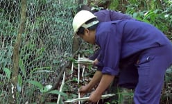 Con động vật hoang dã này 'mắt trước mắt sau' là bới trộm 'củ đại bổ' ở một xã của Quảng Nam