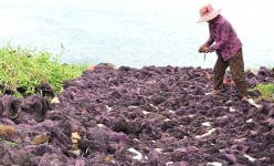 'Rau đặc sản' giàu lignan, mọc la liệt dưới đầm nước biển, dân Phú Yên lội vớt, có bao nhiêu bán hết bấy nhiêu