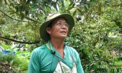 Một ông nông dân Tiền Giang trồng xen canh cây sầu riêng với cây ổi, hễ có trái là ra tiền tỷ