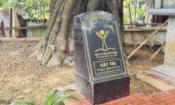 Ở Thanh Hóa có một cây cổ thụ 700 tuổi, 'thượng thọ' từ lâu mà vẫn 'sinh con đẻ cháu ầm ầm'