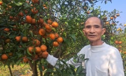 Lạc vô vườn đẹp như phim ở Hòa Bình, ngoảnh đâu cũng đụng trái đặc sản, hái mỏi tay, ăn ngọt lừ