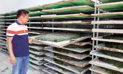 Làm nghề 'ăn cơm đứng', giám đốc hợp tác xã ở Gia Lai vẫn ung dung thu tiền tỷ, tạo việc làm cho 200 người