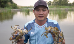 Đây là con vật nuôi đặc sản to bự, nông dân Cà Mau nuôi thành công, trước tết, sau tết tăng giá tốt