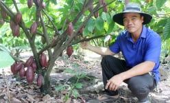 Thứ cây ra quả trên thân, nông dân Đồng Nai lãi ròng tiền tỷ/ha, cây thấp tè ra trái quá trời