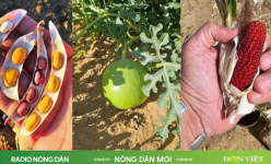 Trồng ngô ở sa mạc và bí mật từ vùng đất cằn Arizona