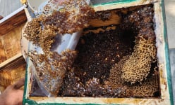 Là động vật hoang dã tý hon, con ong dú này nuôi trong phố ở TP HCM kiểu gì mà vừa vui lại có tiền?