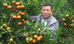 Trồng cam đường Canh trên ruộng bậc thang ở một huyện của Bắc Kạn có thu nhập tốt