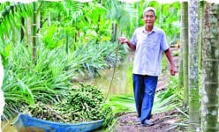 Tỷ phú Kiên Giang, một người trồng lúa trên cánh đồng 500ha không dấu chân, người kia có vườn 3 tầng cây trái