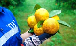 Hành trình công nghệ hóa nông nghiệp bền vững của Tập đoàn TH và câu chuyện hồi sinh thần kỳ cam Xã Đoài