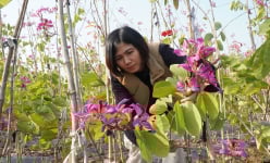 Một làng ở Bắc Giang trồng cây gì mà dân luôn tay luôn chân, có nhà thủ tiền tỷ, ra ngõ đụng tỷ phú?