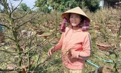 Trồng mai vàng Bình Định kiểu gì mà nhà nông dân này năm nào cũng 'tự trả lương' 200-300 triệu/năm?