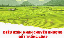 Luật Đất đai 2024: Mở cửa cho người ngoài ngành nông nghiệp đầu tư đất trồng lúa?