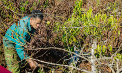 Tranh chấp đất đai ở Đắk Nông: Anh rể phá gần 700 cây cà phê của em vợ