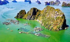 Chuỗi liên kết G7 ở Quảng Ninh bắt tay nuôi cá biển theo quy trình khép kín