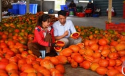 Xã này ở Tuyên Quang dân trồng dây leo ra quả gì to bự, da đỏ au, bán làm dược liệu, kiếm tiền nhiều hơn?