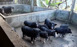 Nuôi lợn đặc sản, cho ăn kham khổ, một nông dân Yên Bái hễ nói bán là thương lái 'khuân' đi hết