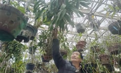 Xôn xao một vườn hoa quý tộc 'dòng đột biến', có cây làm thuốc chữa bệnh, có loại giá tới 100 triệu/giò