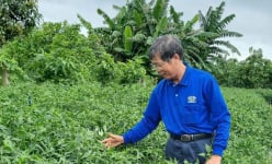 Tỷ phú TP HCM là một bác nông dân trồng cây ra hạt giống bán khắp nơi, nhận Bằng khen của Thủ tướng