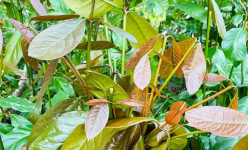 Loại rau rừng Đắk Nông dính ẩm là tốt um, ngọt như mì chính, người ốm dậy ăn mấy miếng thấy tỉnh người hơn 