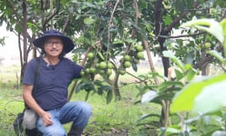 Một thành phố của Bình Dương có khu vườn rộng 5.000m2, ông 'nông dân' trồng la liệt cây ăn trái lạ lắm luôn