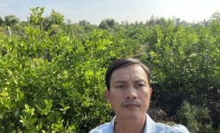 Giá loại quả giúp thanh lọc cơ thể bất ngờ tăng phi mã, nông dân Long An lãi hơn 120 triệu đồng/ha 