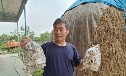 Nhặt rác gì bỏ đi mà nông dân Hải Phòng mang về trồng 'rau siêu đạm' xuất xứ từ Lào, tiền rủng rỉnh