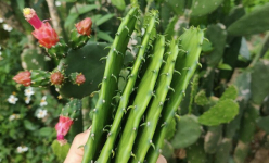 Loại cây đầy gai không ai nghĩ ăn được, đem nấu canh được món ngon mê mẩn