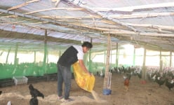 Bỏ đại học, trai Kon Tum về trồng bầu, nuôi con vật có tên của một quốc gia Trung Đông, thu 600 triệu/năm