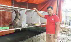 Vật nuôi đặc sản 'ăn ngày cày đêm' vốn là con động vật hoang dã, trai Đà Nẵng nuôi thành công, bán hút hàng