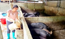 Đây là loại lợn đặc sản, ham ăn rau chuối, nuôi thành công ở Hà Giang, cứ nói bán là chả còn con nào