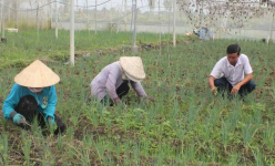 Một loại nông sản tươi ở Long An giá bán bất ngờ 'bốc hơi 50%', thương lái đi đâu mất rồi?