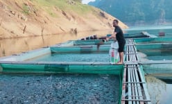 Tỷ phú Tuyên Quang, ở hồ nước nhân tạo lớn, dân nuôi cá đặc sản dày đặc, có một HTX thu 8 tỷ/năm